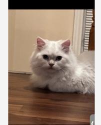 Lost Male Cat last seen Near Grosvenor Rd, Surrey, BC V3R 5G2