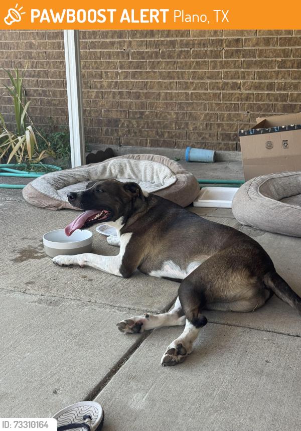 Found/Stray Male Dog last seen Warwick Drive, Plano, TX 75023
