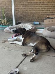 Found/Stray Male Dog last seen Warwick Drive, Plano, TX 75023