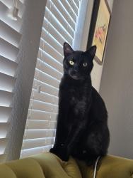 Reunited Male Cat last seen Enclave at quail crossing apmts, Friendswood, TX 77546