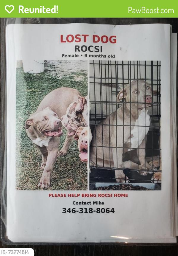 Reunited Female Dog last seen Near Rodeo Dr, Manvel, TX 77578