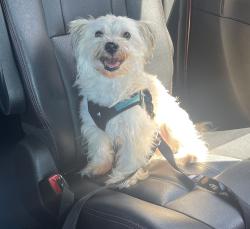 Reunited Male Dog last seen West Iris St/ J Street, Oxnard, CA 93033
