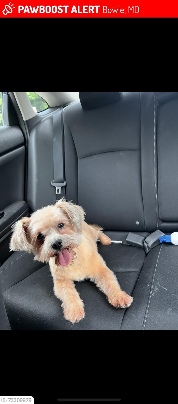 Lost Male Dog last seen Near filbert ln bowie, Bowie, MD 20715