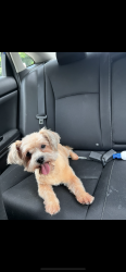 Lost Male Dog last seen Near filbert ln bowie, Bowie, MD 20715