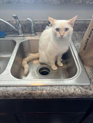 Lost Male Cat last seen Down the road from UDF, Union, KY 41091