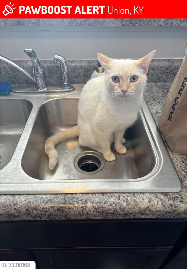 Lost Male Cat last seen Down the road from UDF, Union, KY 41091