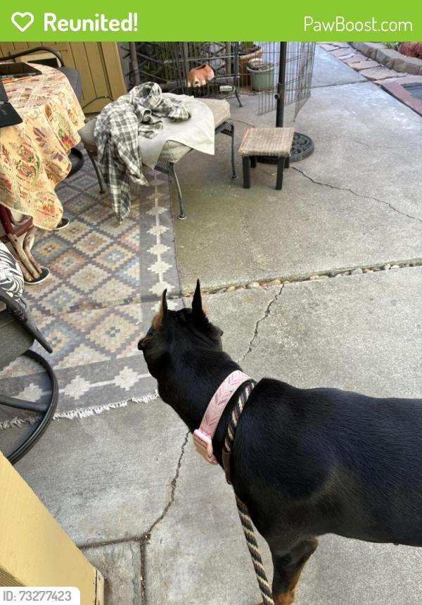 Reunited Female Dog last seen Carolina circle, Stockton, CA 95219