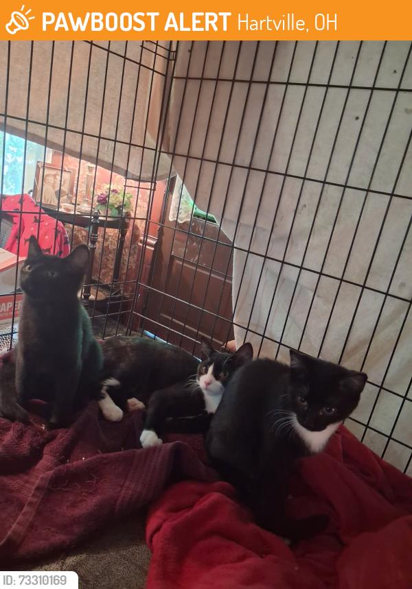 Found/Stray Unknown Cat last seen Maple and Prospect, Hartville, OH 44632