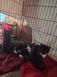 Found/Stray Unknown Cat last seen Maple and Prospect, Hartville, OH 44632