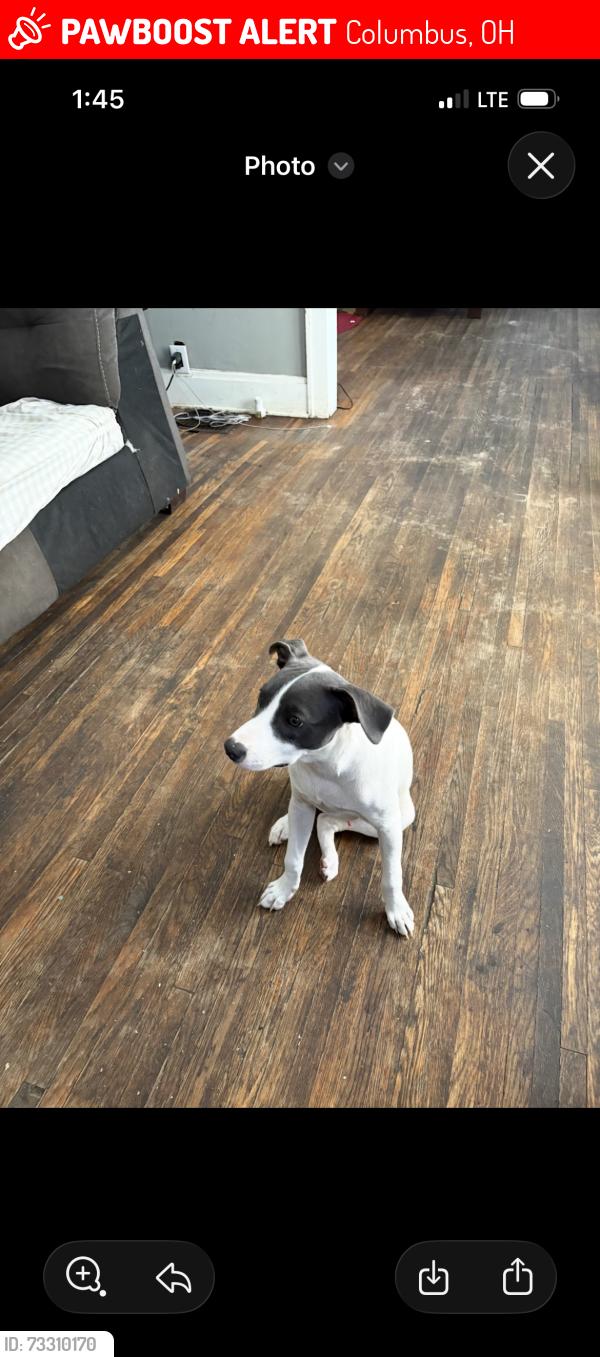 Lost Male Dog last seen West broad elementary school, Columbus, OH 43204