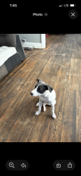 Lost Male Dog last seen West broad elementary school, Columbus, OH 43204