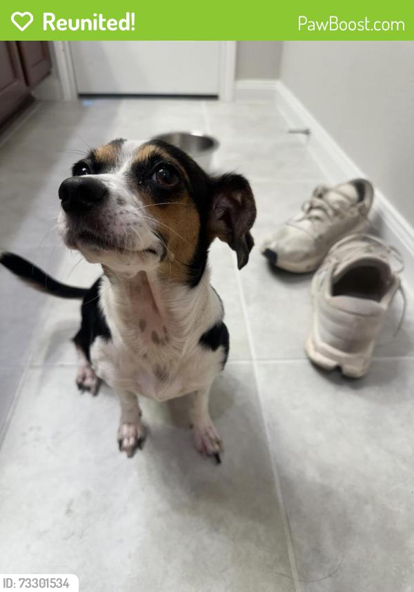 Reunited Female Dog last seen Greenwood Dr in Talevera (cinco ranch area), Richmond, TX 77406