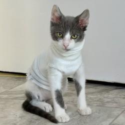 Shelter Stray Male Cat last seen Near 77th Avenue, OAKLAND, CA, 94605, 8323 Baldwin St, Oakland, CA 94621, USA