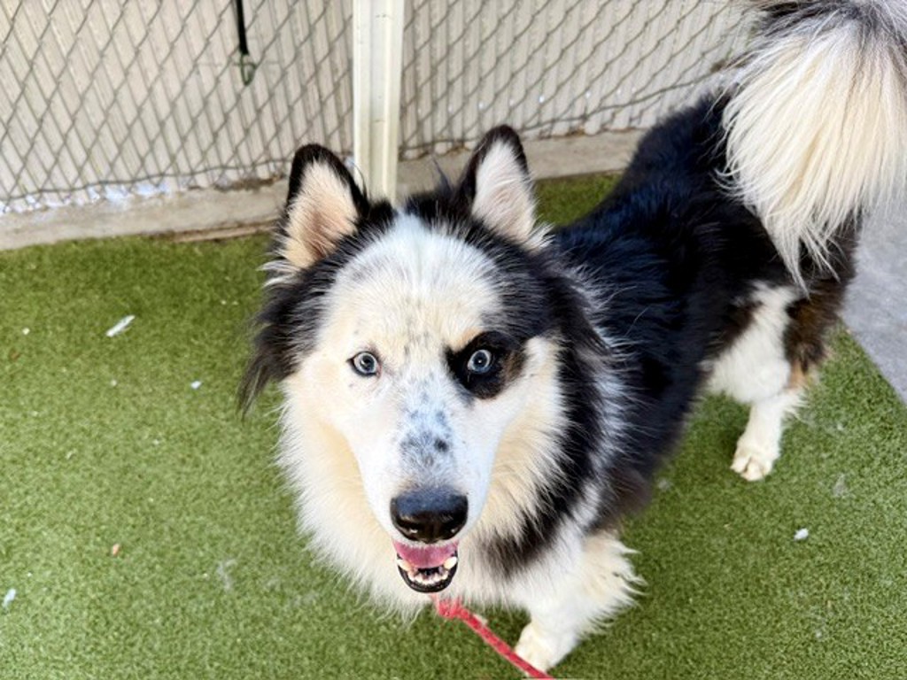 Shelter Stray Male Dog last seen Near S 1100 E, SALT LAKE CITY, UT, 84106, 511 W 3900 S, Salt Lake City, UT 84123, USA