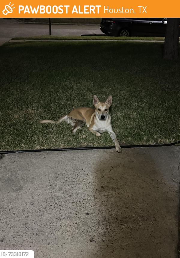 Found/Stray Male Dog last seen Battle oak, Houston, TX 77040