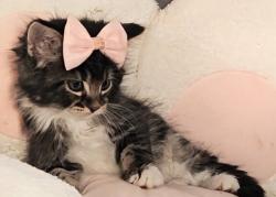 Shelter Stray Female Cat last seen 282nd / Powell Valley, GRESHAM, OR, 97080, 1700 W Historic Columbia River Hwy, Troutdale, OR 97060, USA