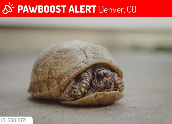 Lost Female Reptile last seen 9th and Krameria, Denver, CO 80220