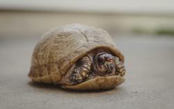 Lost Female Reptile last seen 9th and Krameria, Denver, CO 80220