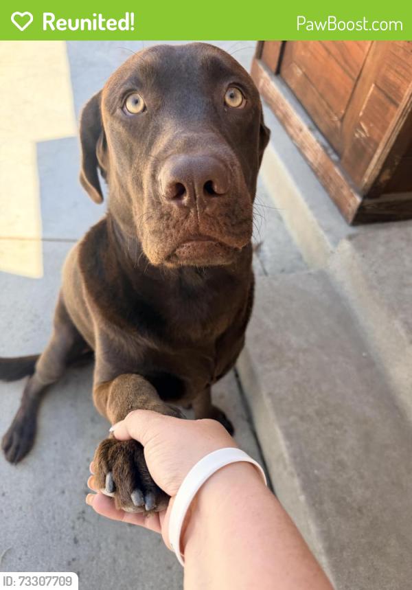 Reunited Male Dog last seen 207th and Norwalk blvd, Lakewood, CA 90715