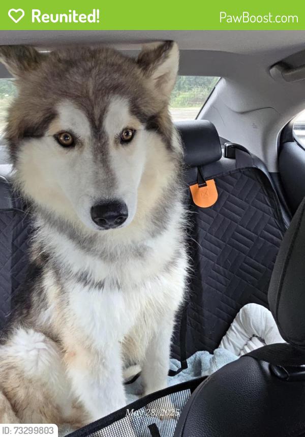 Reunited Male Dog last seen Ormandy Dr, Baton Rouge, LA 70808, USA, Baton Rouge, LA 70808