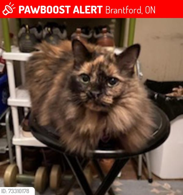 Lost Female Cat last seen Campbell street and rawdon, Brantford, ON 
