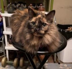 Lost Female Cat last seen Campbell street and rawdon, Brantford, ON 