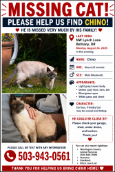 Lost Male Cat last seen NW 176th avenue, Bethany, OR 97229