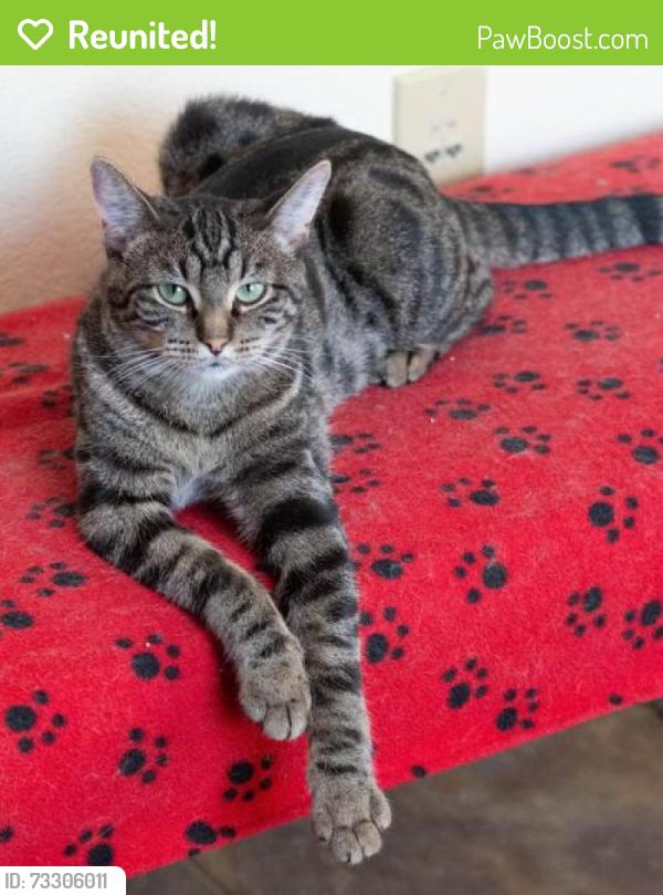Reunited Female Cat last seen Neighborhood off 25th St and 17th Ave, Fargo, ND 58103