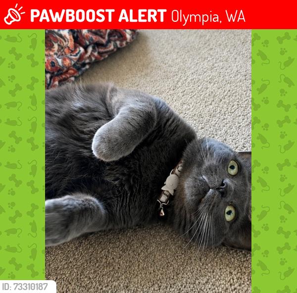 Lost Male Cat last seen South Bay or Libby, Olympia, WA 98506