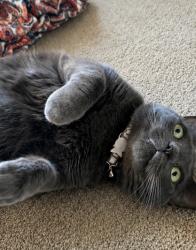 Lost Male Cat last seen South Bay or Libby, Olympia, WA 98506