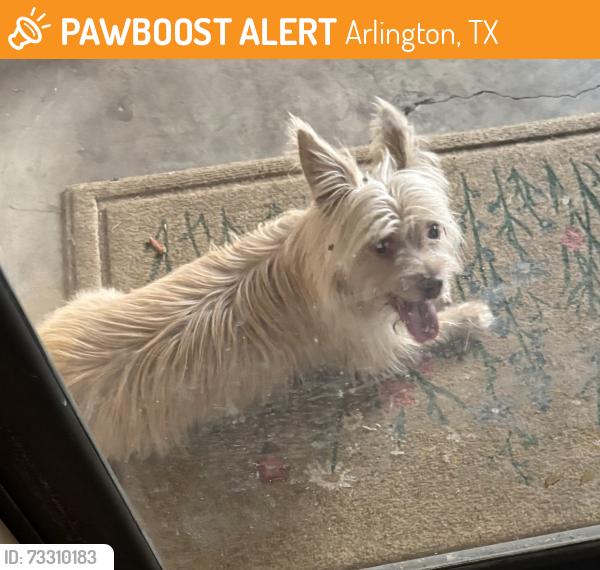 Found/Stray Unknown Dog last seen West Lavender Lane and Bluebonnet, Arlington, TX 76013