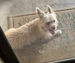 Found/Stray Unknown Dog last seen West Lavender Lane and Bluebonnet, Arlington, TX 76013