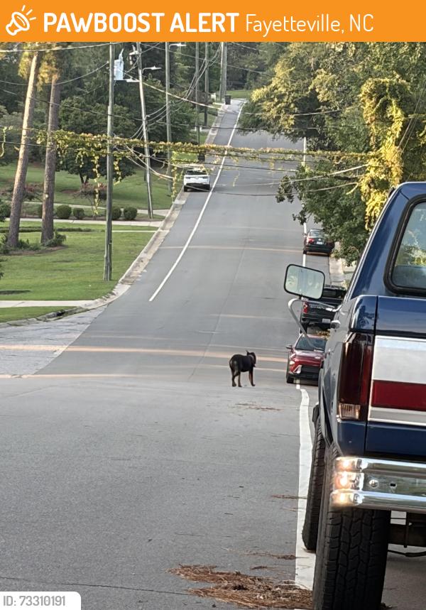 Found/Stray Female Dog last seen Vista dr., Fayetteville, NC 28305