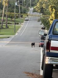 Found/Stray Female Dog last seen Vista dr., Fayetteville, NC 28305