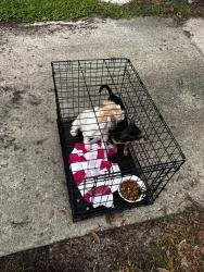 Reunited Female Dog last seen Near Spring Park Elementary School, Jacksonville, FL 32207