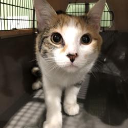 Shelter Stray Female Cat last seen , 1013 Garfield St, Oak Park, IL 60304, USA