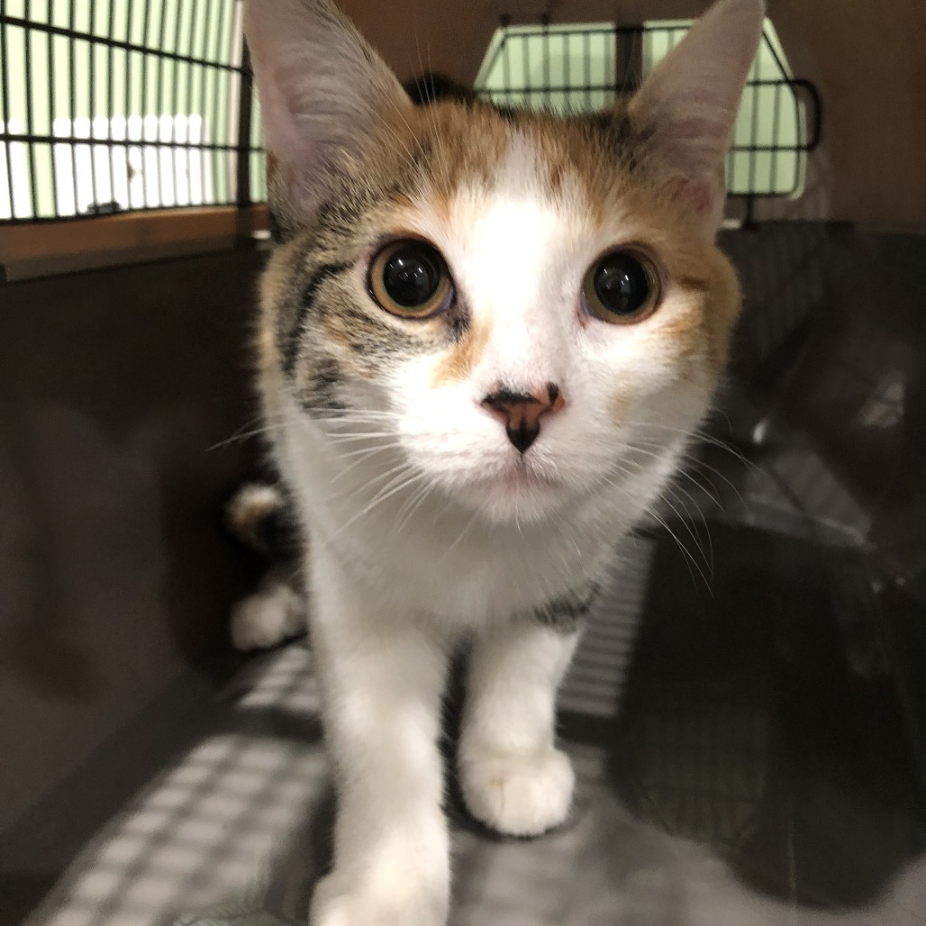 Shelter Stray Female Cat last seen , 1013 Garfield St, Oak Park, IL 60304, USA