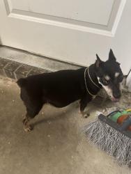 Reunited Female Dog last seen Kealy, Lewisville, TX 75057