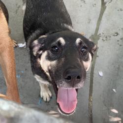 Shelter Stray Female Dog last seen , 361 S Raymond Ave, Pasadena, CA 91105, USA