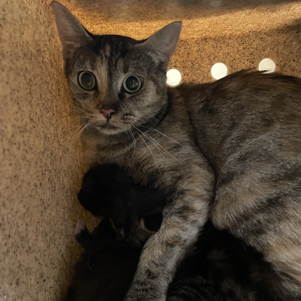 Shelter Stray Female Cat last seen , 361 S Raymond Ave, Pasadena, CA 91105, USA