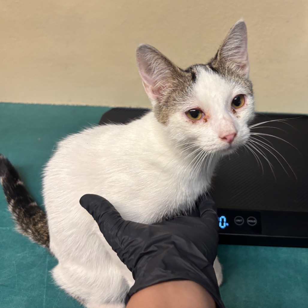 Shelter Stray Male Cat last seen , 361 S Raymond Ave, Pasadena, CA 91105, USA