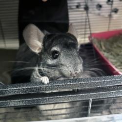 Shelter Stray Female Other last seen , 361 S Raymond Ave, Pasadena, CA 91105, USA