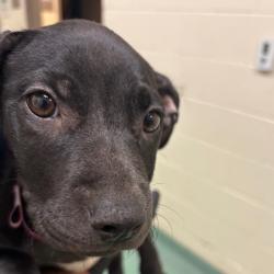 Shelter Stray Female Dog last seen , 2350 Appling City Cove, Memphis, TN 38133, USA