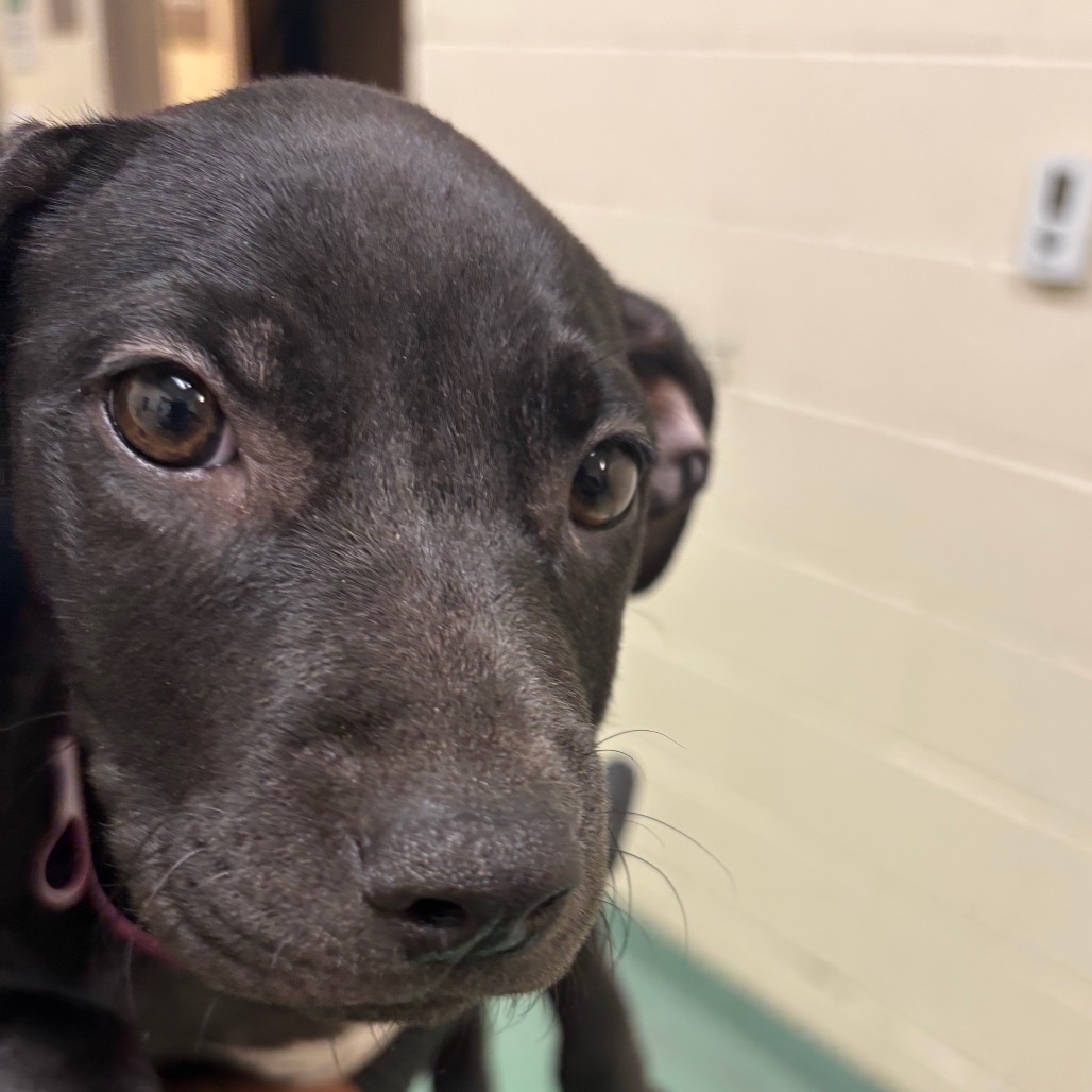 Shelter Stray Female Dog last seen , 2350 Appling City Cove, Memphis, TN 38133, USA