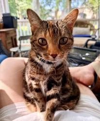 Reunited Female Cat last seen Fuquay Varina, Fuquay-Varina, NC 27526