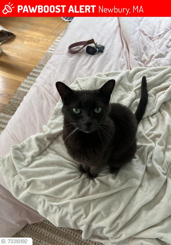 Lost Female Cat last seen upper green pond, Newbury, MA 01951