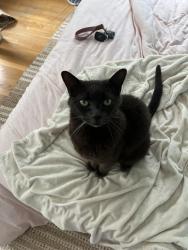 Lost Female Cat last seen upper green pond, Newbury, MA 01951