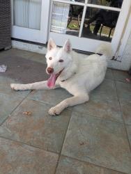 Reunited Unknown Dog last seen Fourth st, Los Angeles, CA 91342