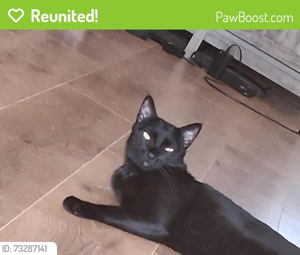 Reunited Male Cat last seen 91st and Olive, Broken Arrow, OK 74012