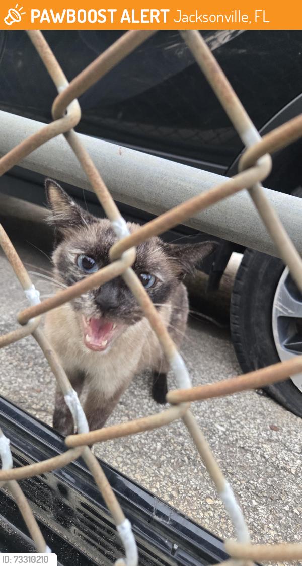 Found/Stray Unknown Cat last seen Myrtle Avenue and Dennis Street, Jacksonville, FL 32204